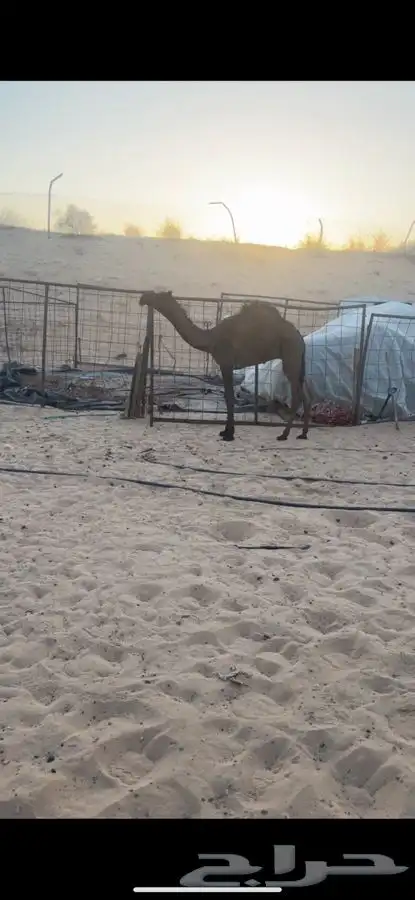 قعود كفو 0