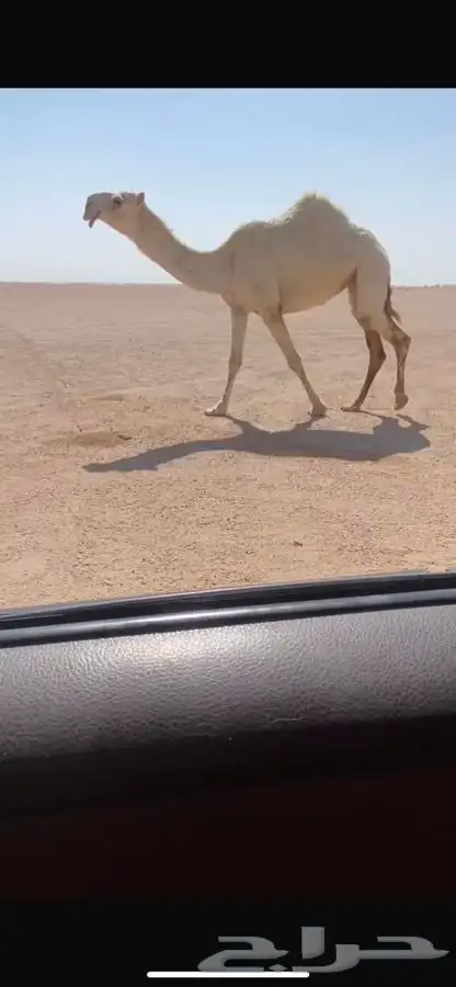 للبيع البكره القحه سنها جذعه ساسه رمانيه لقحه على حسسوني 0