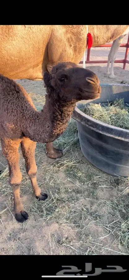 خلفه صفرا كفو 3