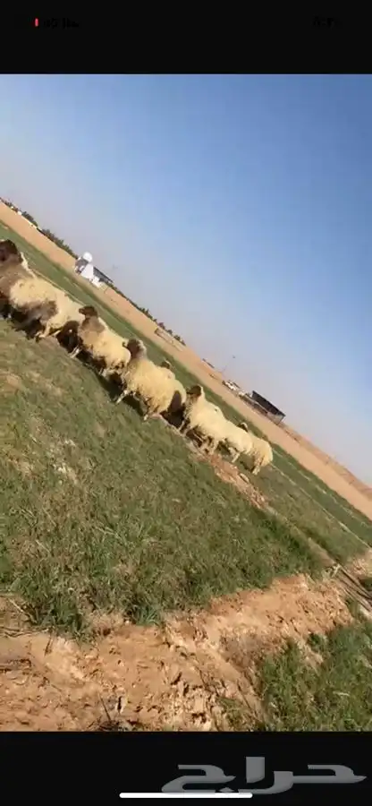 غنم نعيم طيبه 2