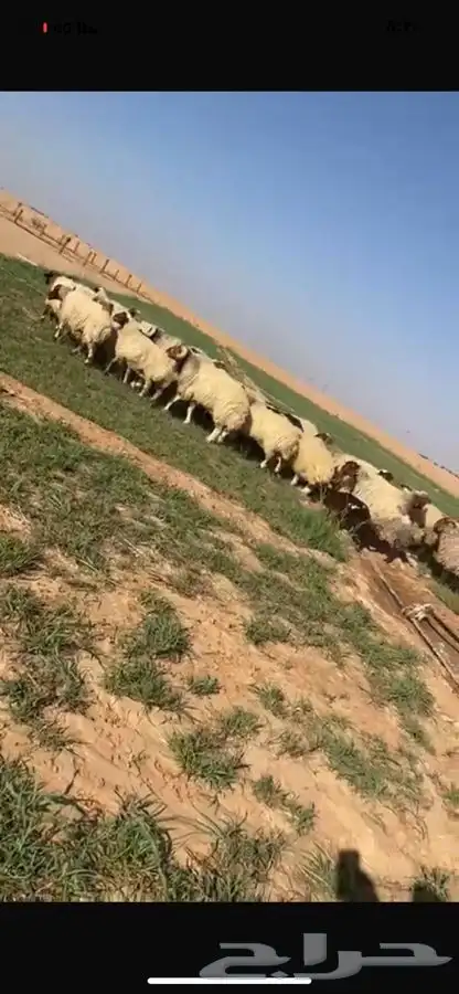 غنم نعيم طيبه 1