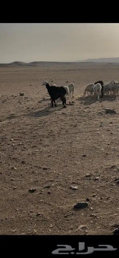 نعاج مقاني فيها دفع 2