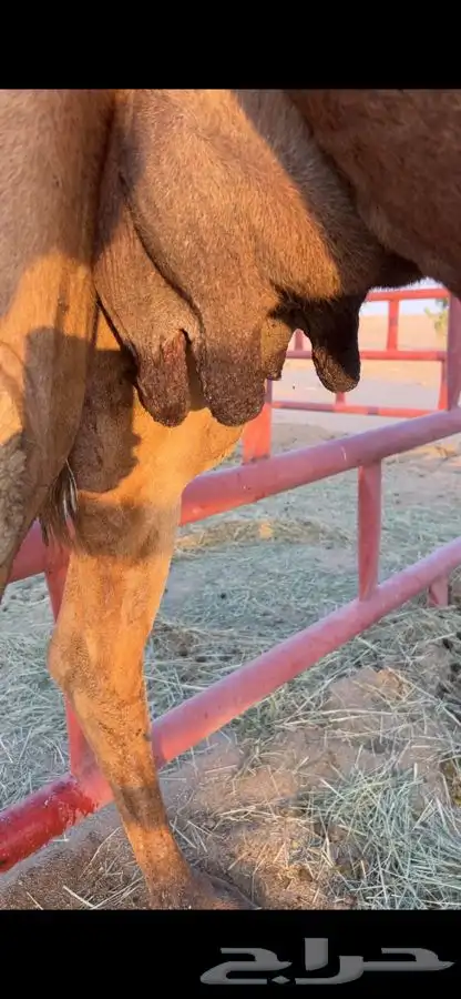 خلفه صفرا كفو 2