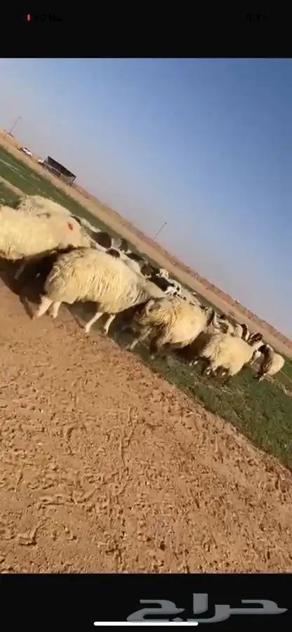 غنم نعيم طيبه 4