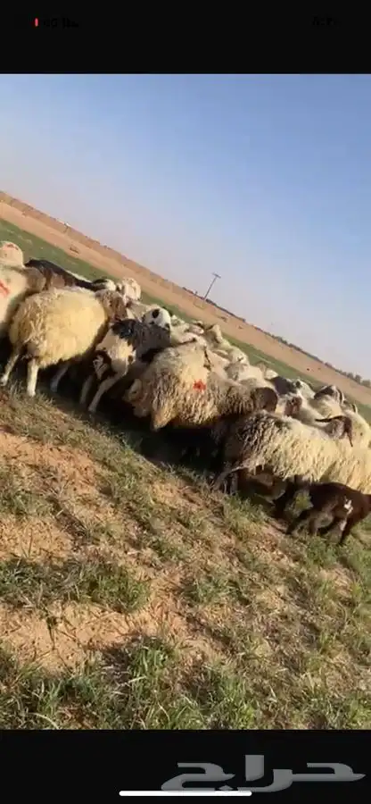 غنم نعيم طيبه 3