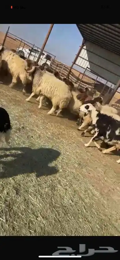 غنم نعيم طيبه 0