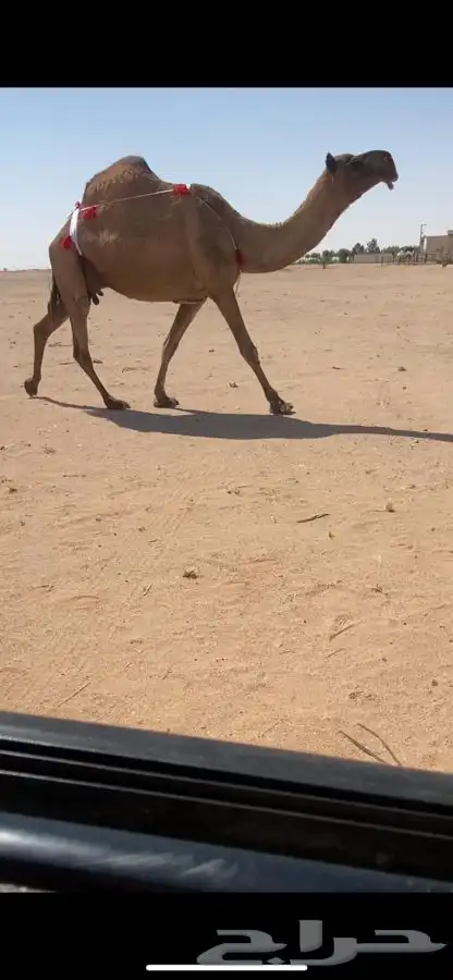 خلفه صفرا كفو 1