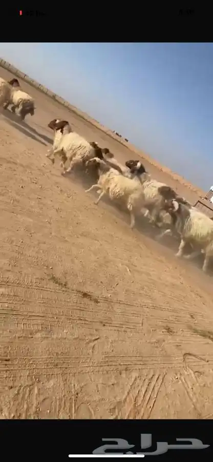 غنم نعيم طيبه 7
