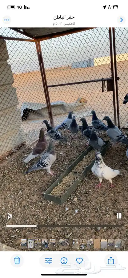 حمام زاجل اشباب العدد 25 4