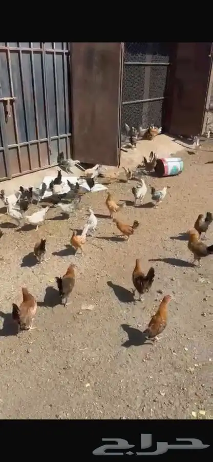 صيصان للبيع 1