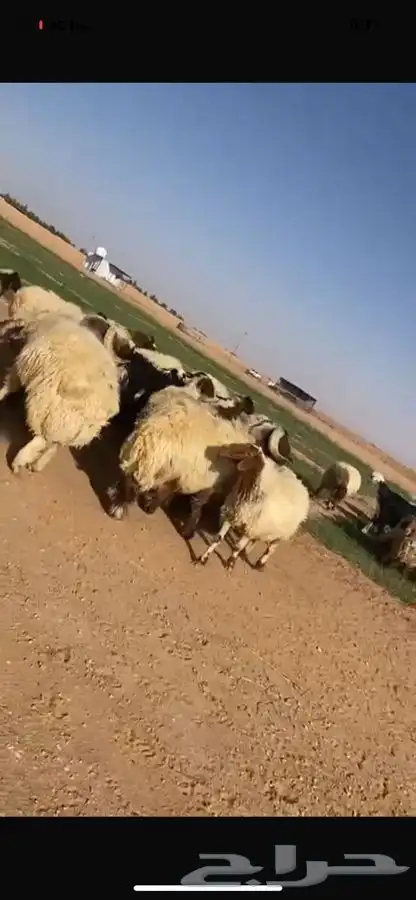 غنم نعيم طيبه 5