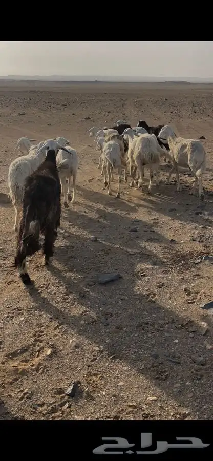 نعاج مقاني فيها دفع 0