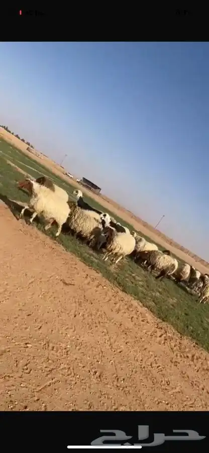 غنم نعيم طيبه 6