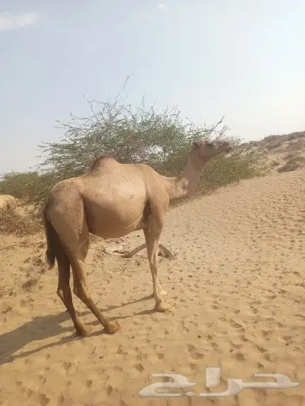 بكره اول بطن مدني باقي حول شهر وتولد 0