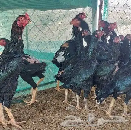 شامو الماني و سندي 3