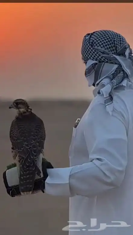 مطلوب طير شاهين او حر  جير  جير تبع   جير شاهين 1