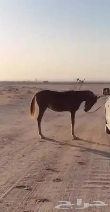 مهر عربي كفو 2