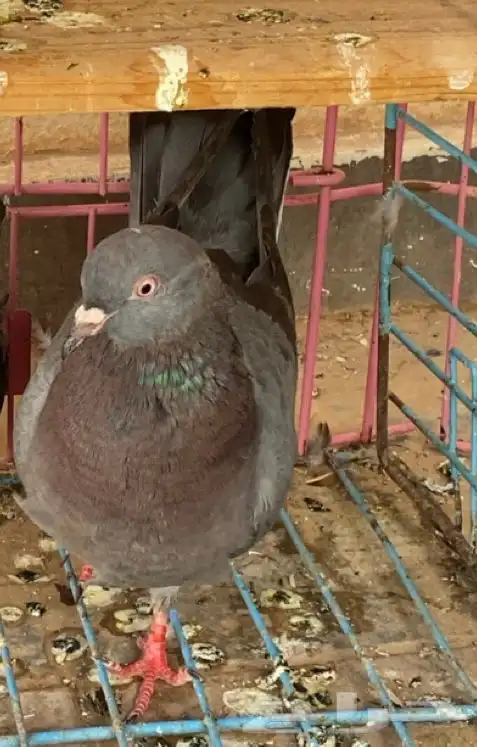 حمام قطيفي 1
