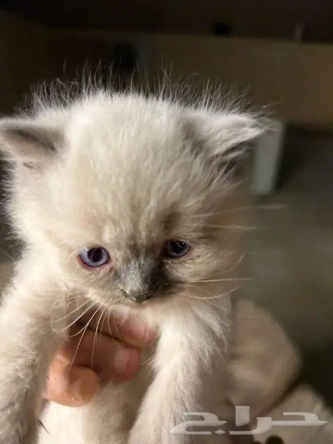 الخرج الزاهر 2