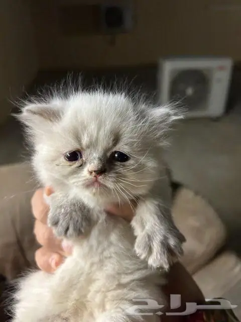 الخرج الزاهر 3