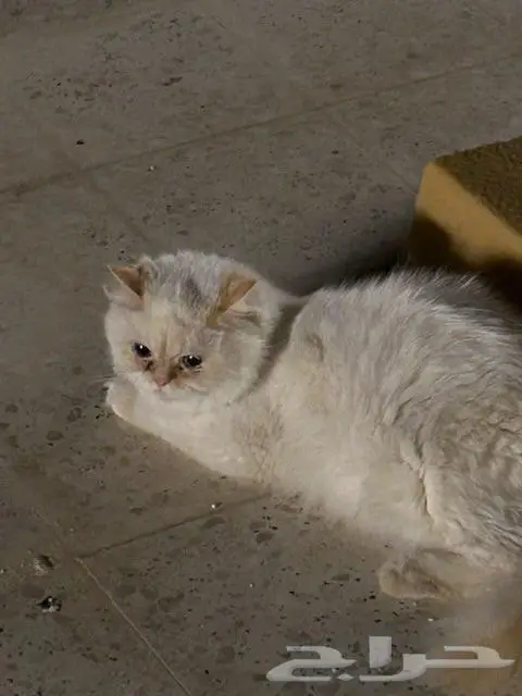 الخرج الزاهر 1