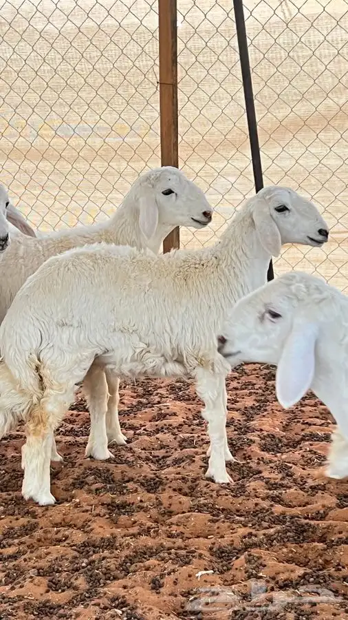 ابو عبدالله للذبايح 1