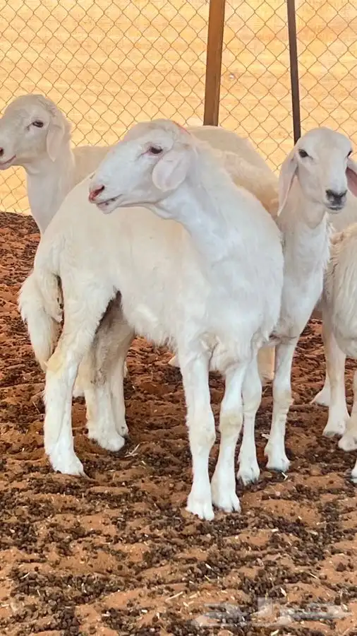 ابو عبدالله للذبايح 0