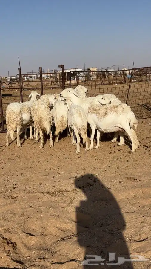 غنم العدد11 ثمان دفيع او سبع البين 0