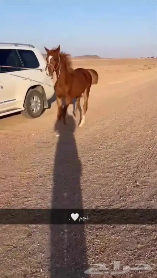مهر عربي كفو 1