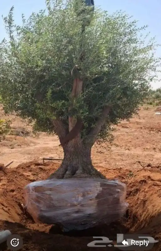 يوجد لديناء شجر الترمناليا وأشجار الزيتون وشجر الظل والأشجار 4