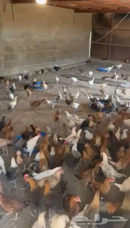 صيصان للبيع 2