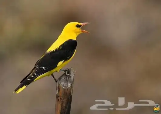 صفار هجرة 0