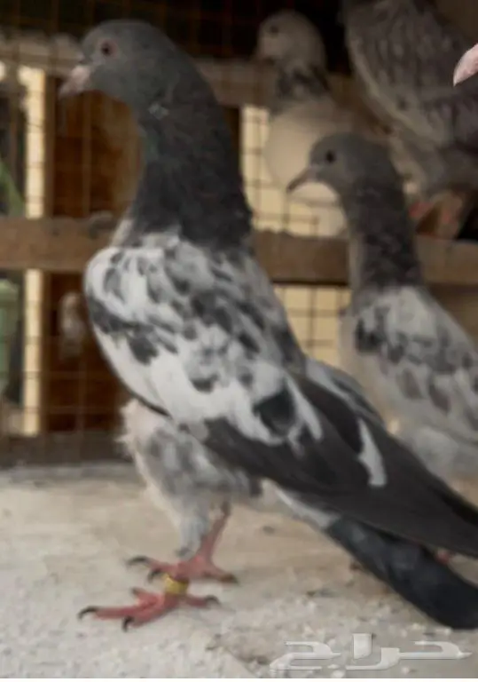 طبات باكستاني 1