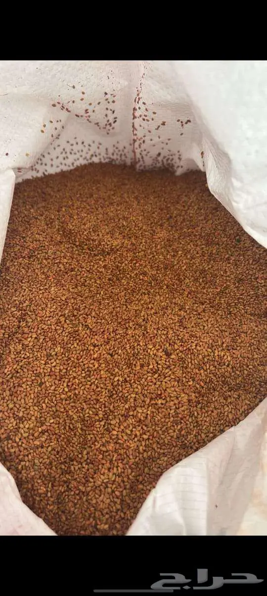 بذور برسيم كاف 101 امريكي 1