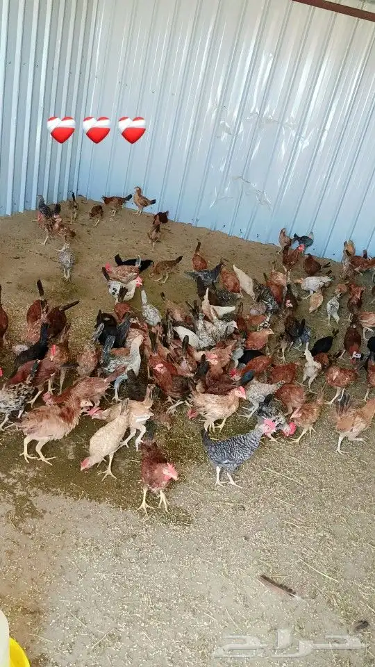 دجاج ديك 500 حبه 0