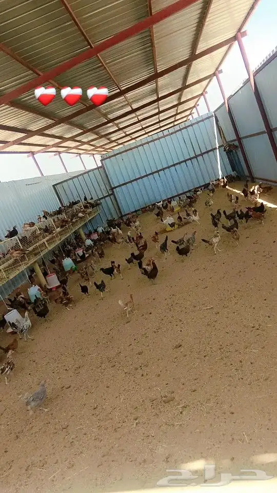 دجاج ديك 500 حبه 2