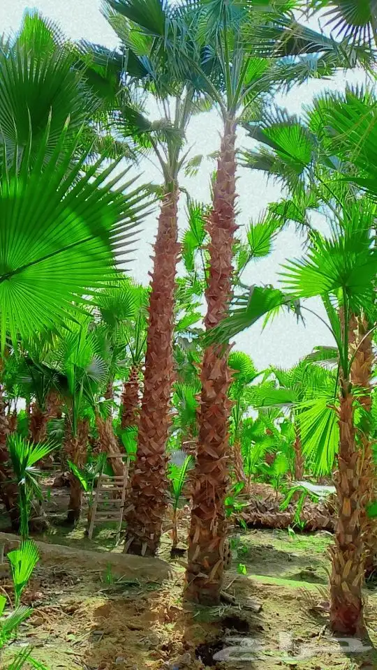 نخل واشنطن 3