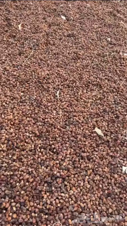 للبيع تمر ناشف لأهل الحلال ( منطقة نجران ) 1