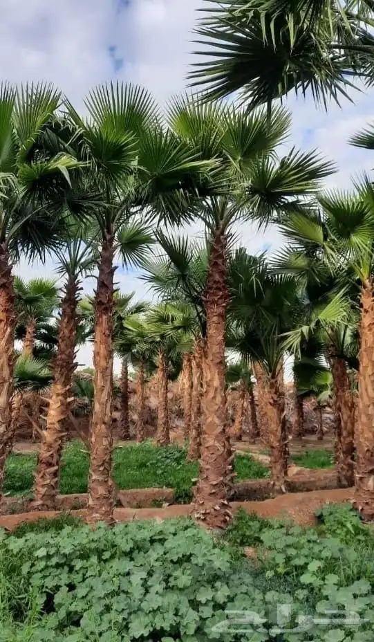 نخل واشنطني زينه امريكي 4