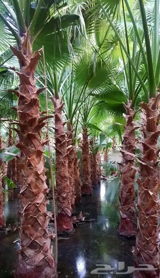 نخل واشنطني زينه امريكي 5
