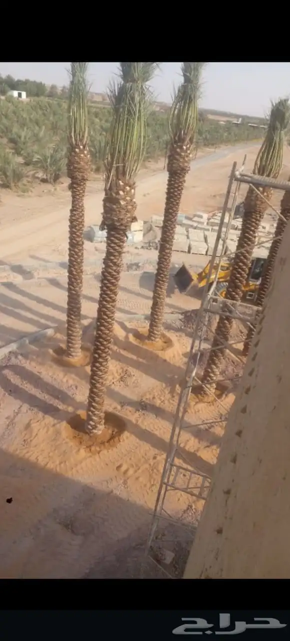 توريد جميع أنواع النخيل الوشنطني والعربي 7