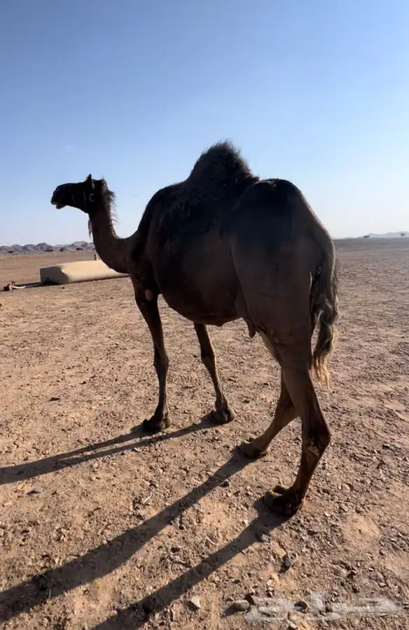 لقحه موطي ناقه مجموعه بالحليب وطيبه 1