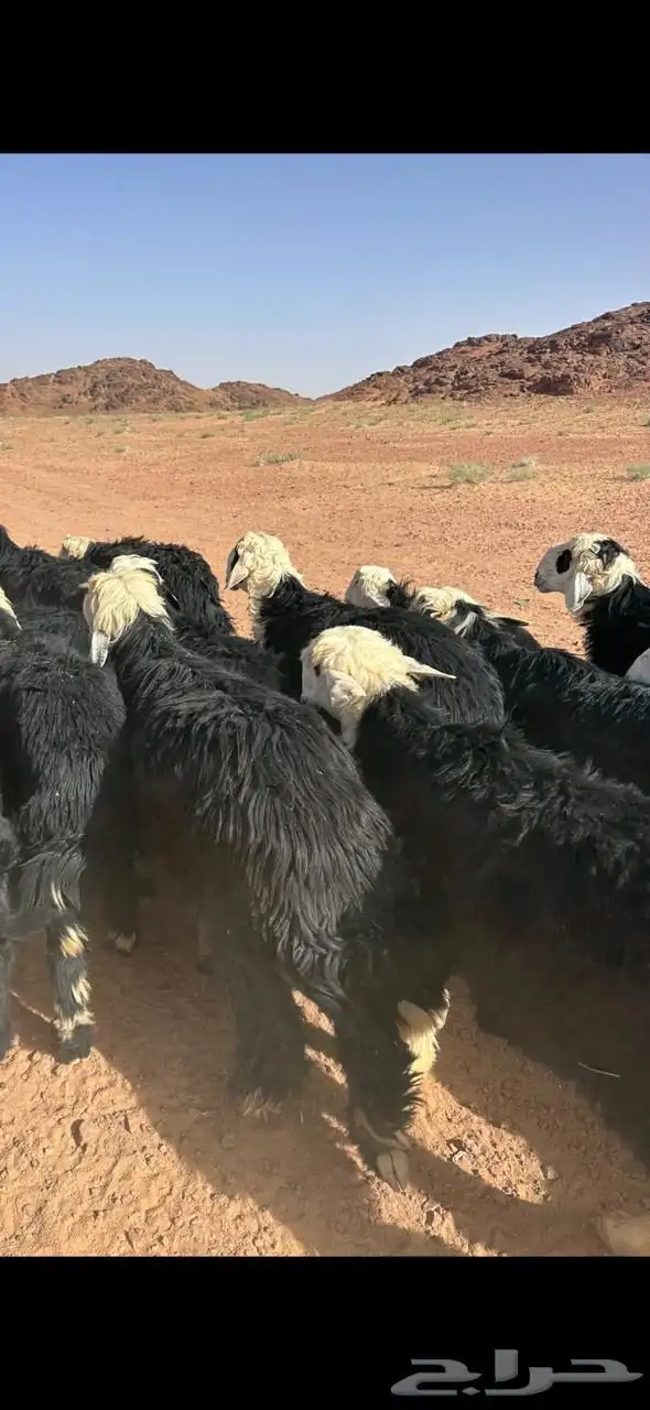 ذبائح نجد خروف نجدي ناهي 0