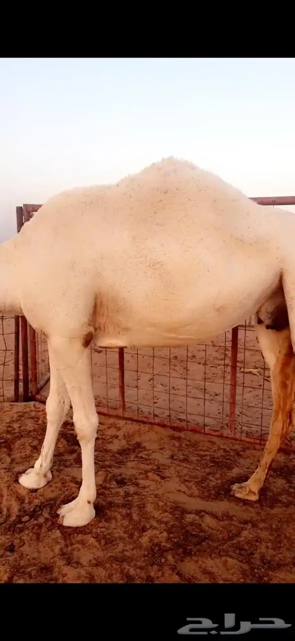 ضروبه وضحا 1