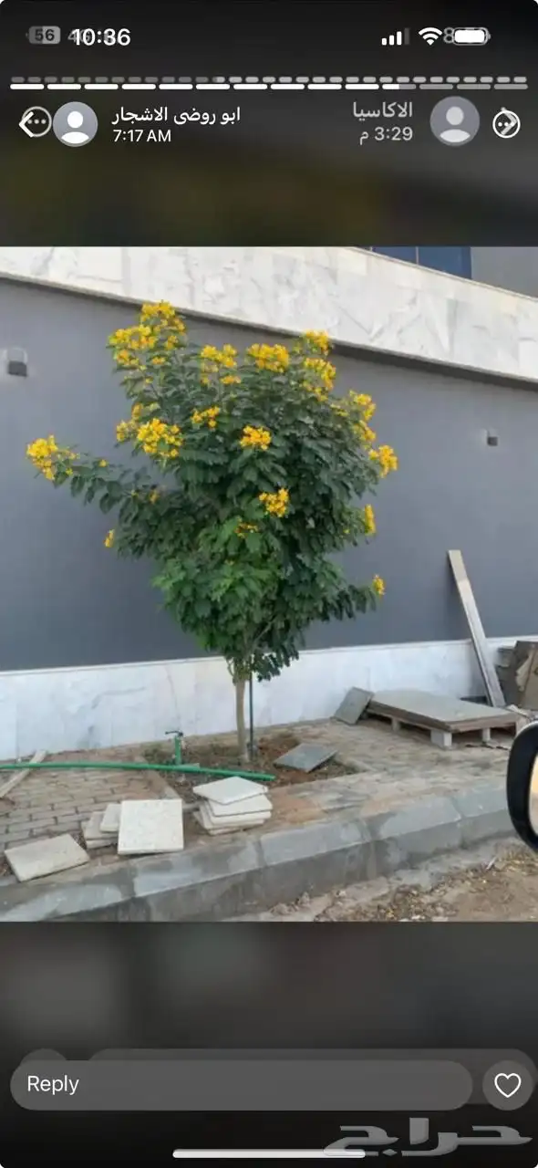 تنسيق الحدائق المنزلية 10