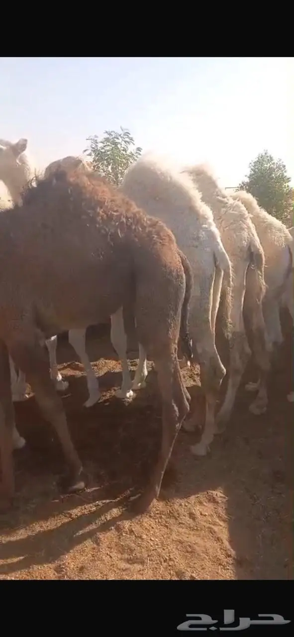 حشو قعدان بلدي العدد 9 الموقع الخرج 0