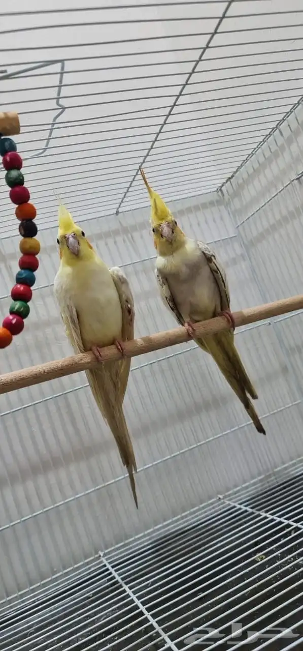 مزاد لمدة يوم على زوج طيور كروان 2