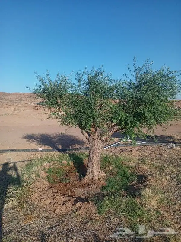 يوجد لديناء شجر الترمناليا وأشجار الزيتون وشجر الظل والأشجار 0