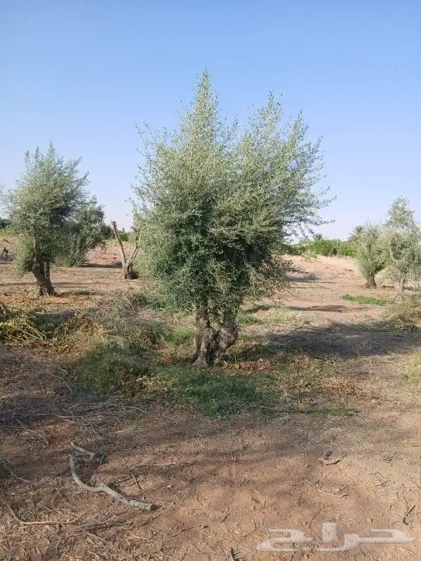 يوجد لديناء شجر الترمناليا وأشجار الزيتون وشجر الظل والأشجار 5