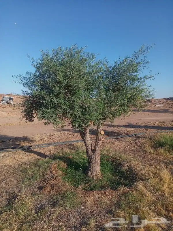 يوجد لديناء شجر الترمناليا وأشجار الزيتون وشجر الظل والأشجار 1